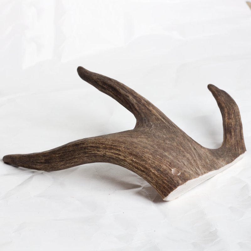 Fallow Antler Chew image 3