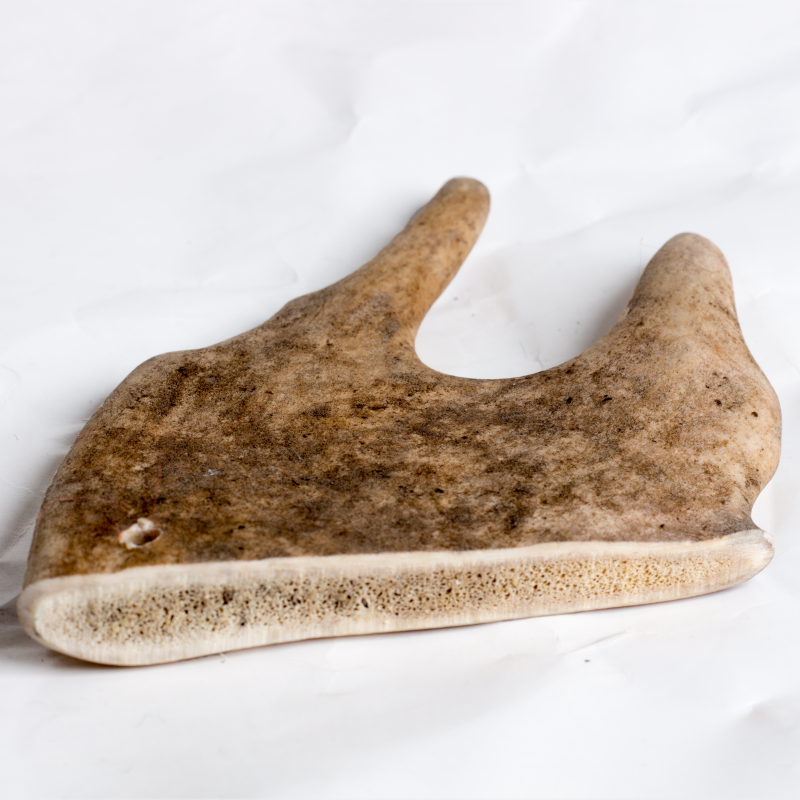 Fallow Antler Chew image 6