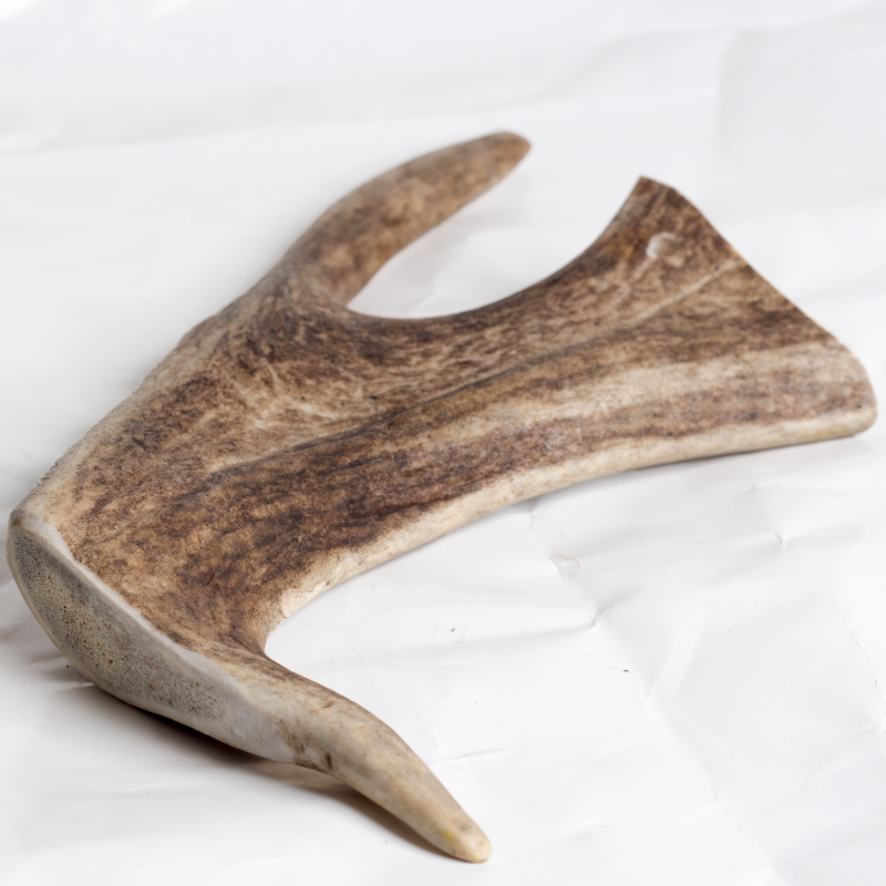 Fallow Antler Chew image 5