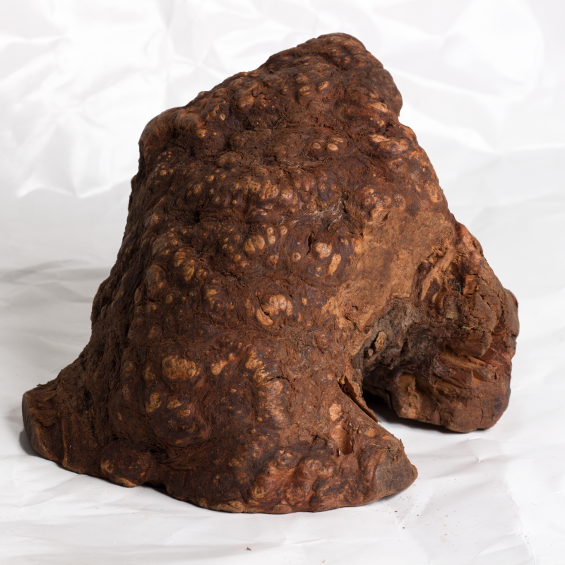 Chewroots - Extra Large image