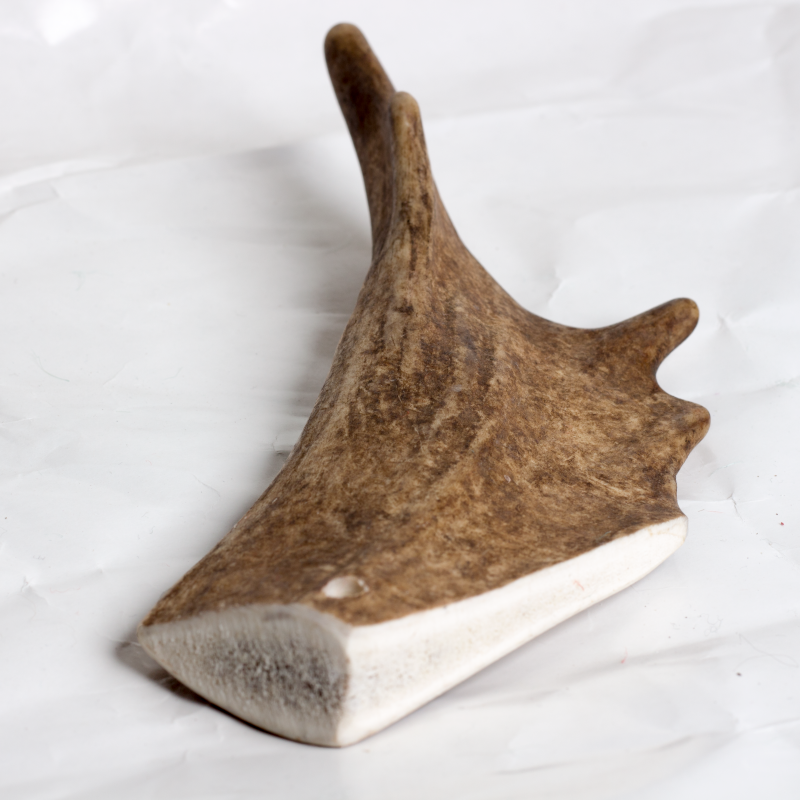 Fallow Antler Chew image 1