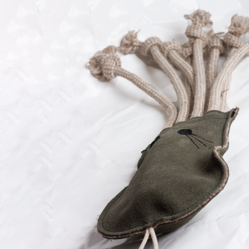 Olive the Octopus image 2