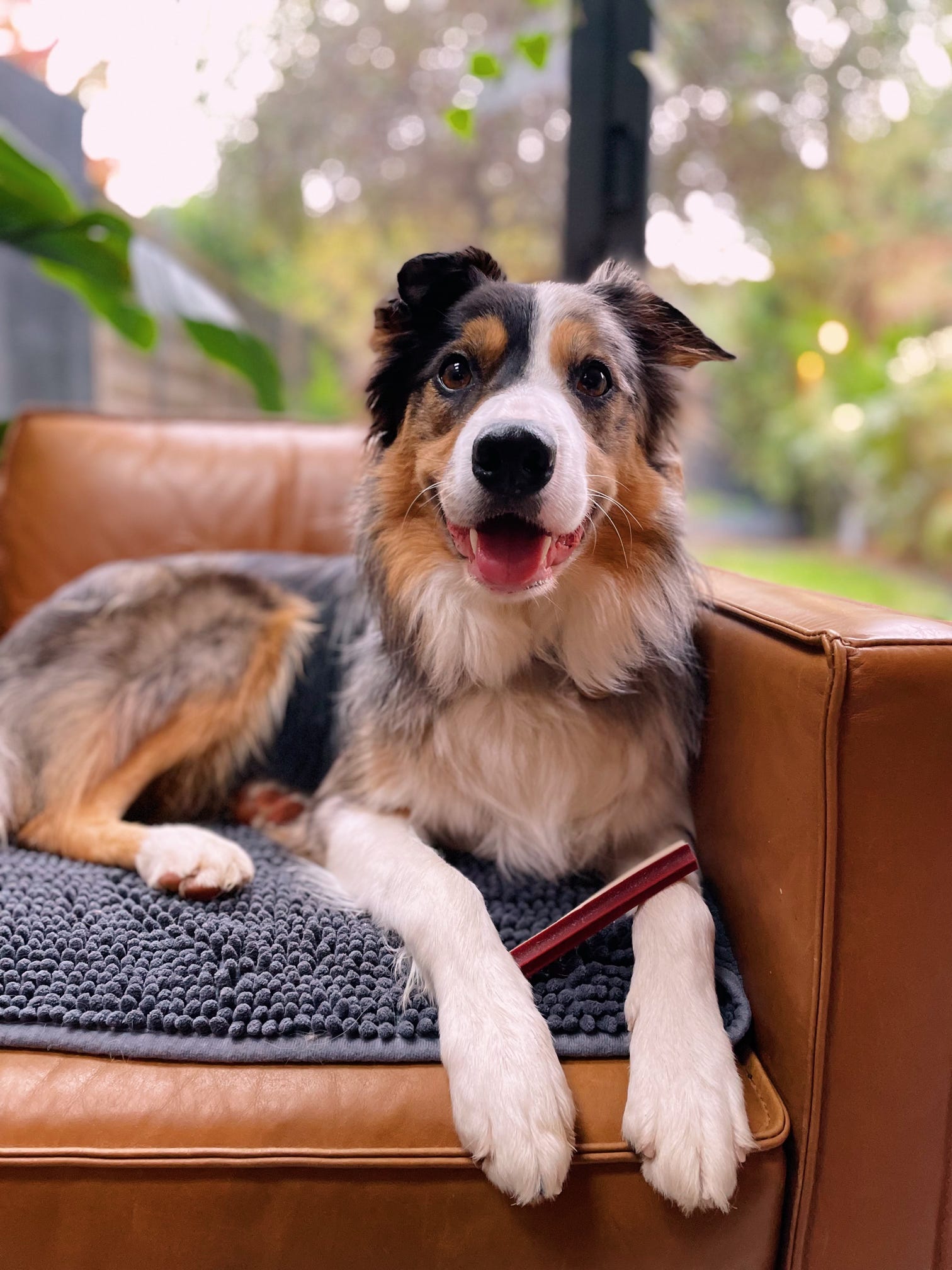 Vegetarian Star Stick image 2