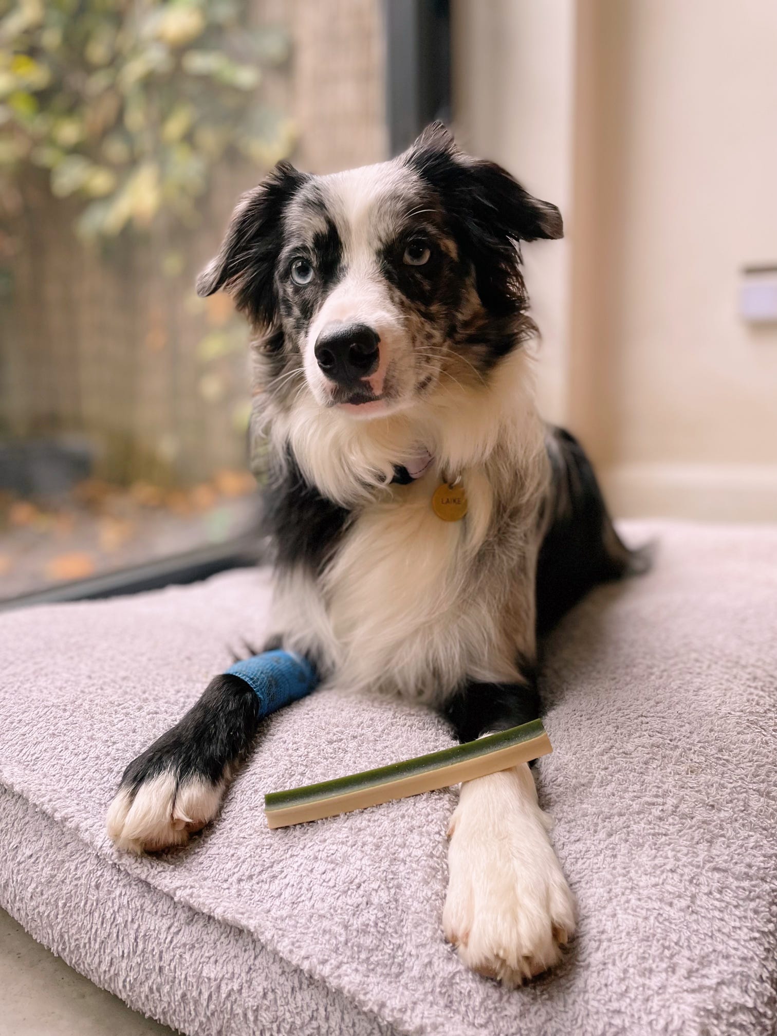 Vegetarian Star Stick image 3