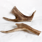 Fallow Antler Chew image 4
