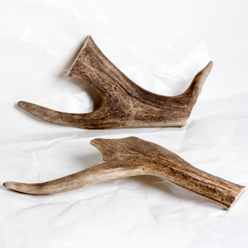 Fallow Antler Chew image 4